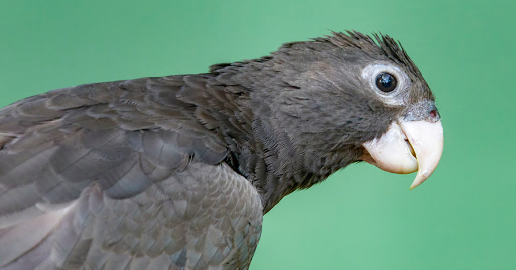 Parrot Falls In Love With Alexa And Keeps Ordering Things From Amazon - Featured image