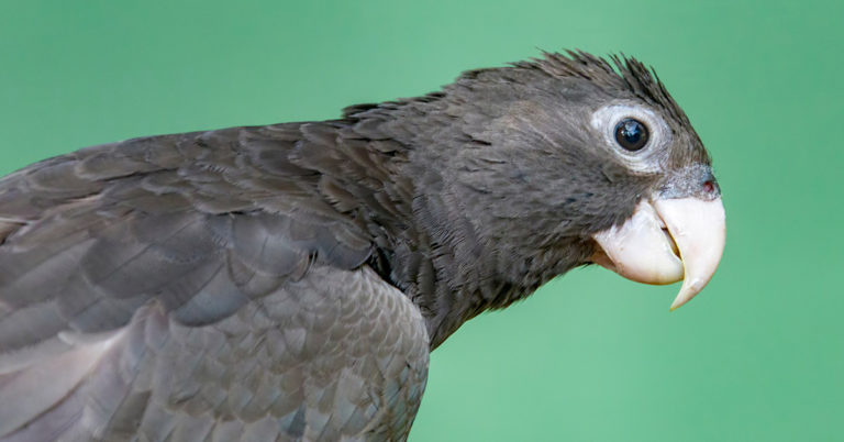 Parrot Falls In Love With Alexa And Keeps Ordering Things From Amazon - Featured image