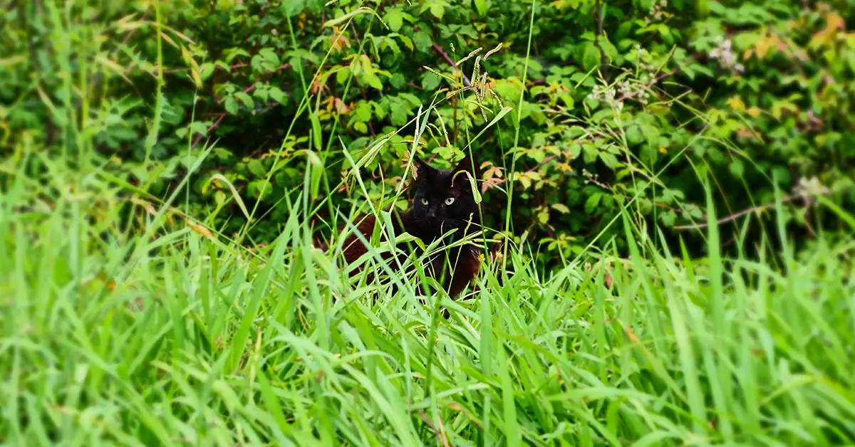 black cat hidden amongst greenery