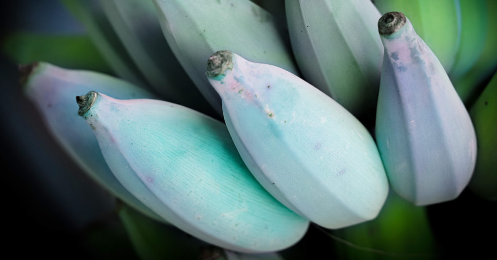 Blue Java Banana: The Banana That Tastes ‘Just Like Vanilla Ice Cream - Featured image