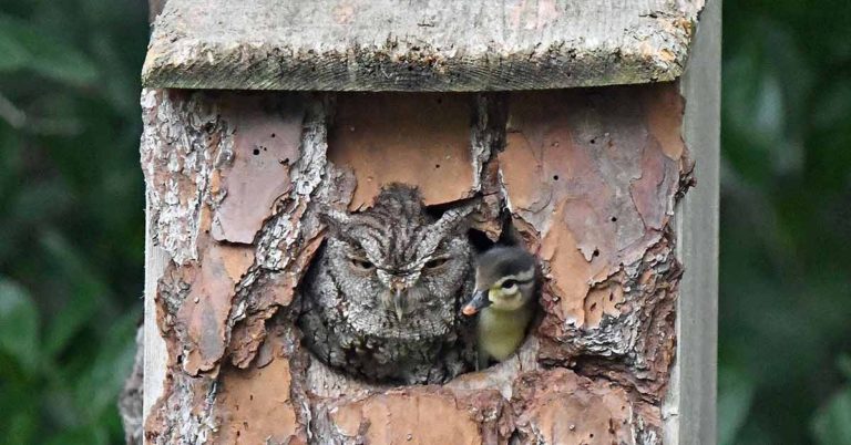 Photographer Captures Moment Mother Owl Takes Baby Duckling After Mistaking A Duck’s Eggs For Its Own - Featured image