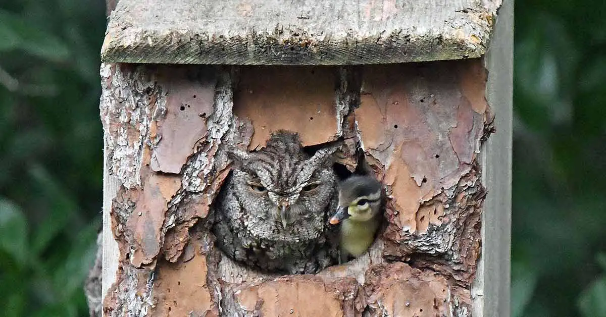 mother owl with duckling