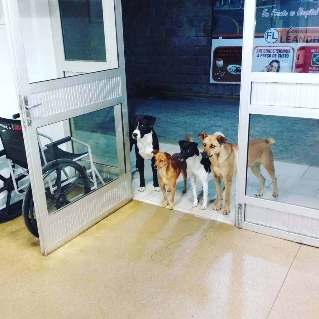 dogs waiting at a hospital door