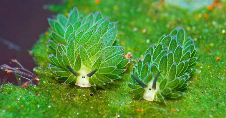 This Sea Slug Uses Photosynthesis and Looks Like Cluster of Leaves - Featured image