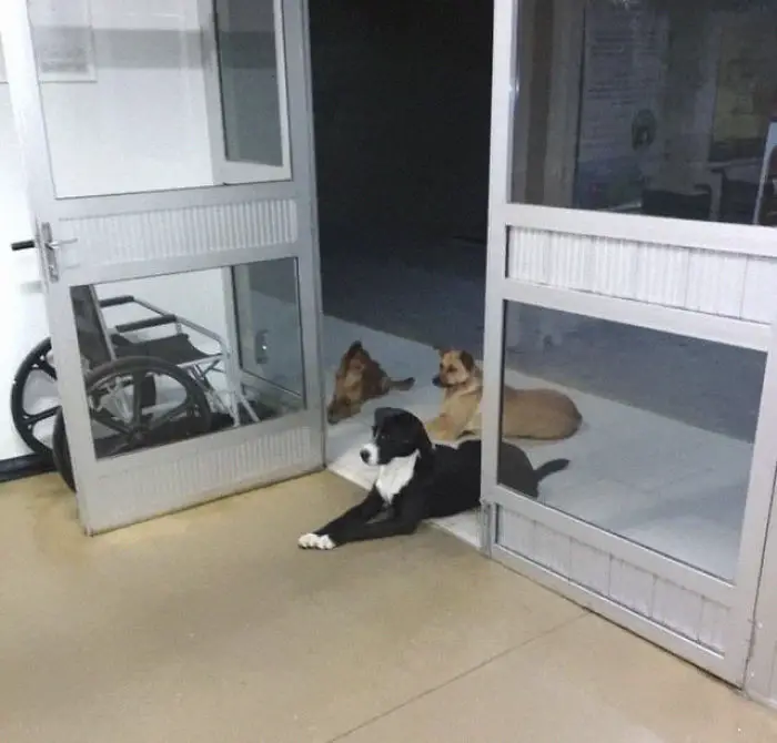 dogs waiting at a hospital door