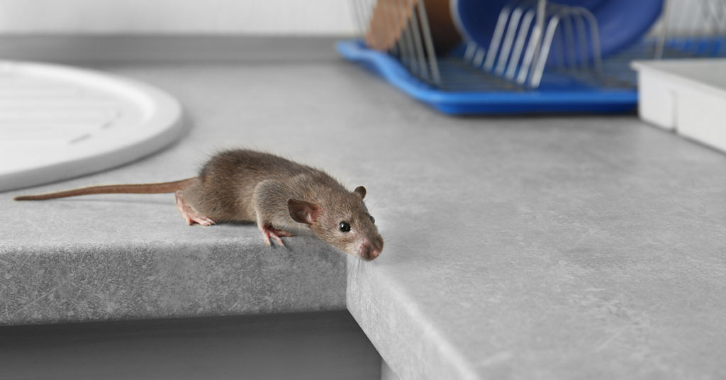 7 Clever Ways to Get Rid of Mice That Actually Work - Featured image