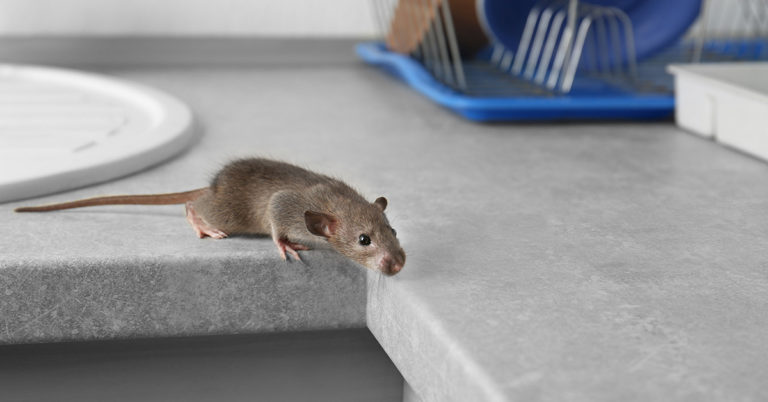 7 Clever Ways to Get Rid of Mice That Actually Work - Featured image
