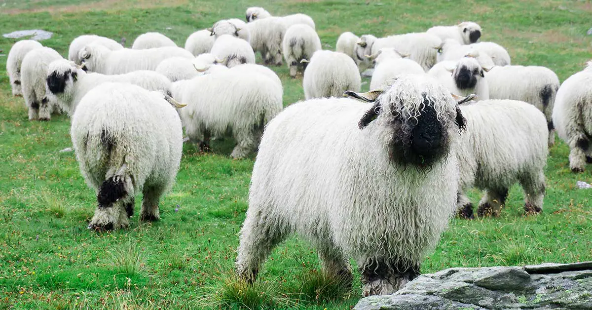 blacknose sheep in a grassy field
