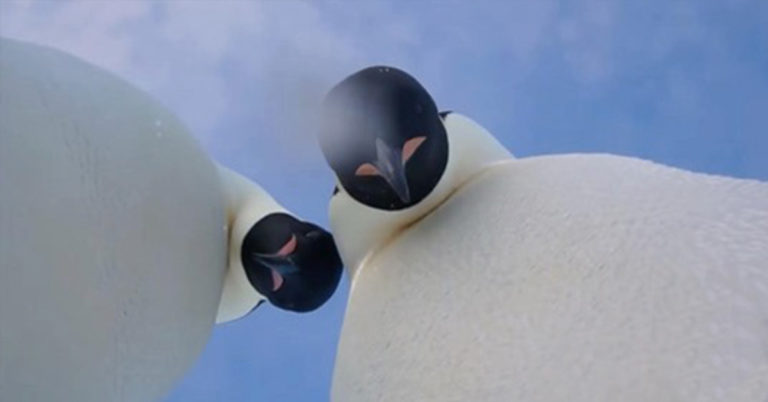 Emperor Penguins Accidentally Knock Camera Over and Ended up Taking Hilarious Selfies - Featured image