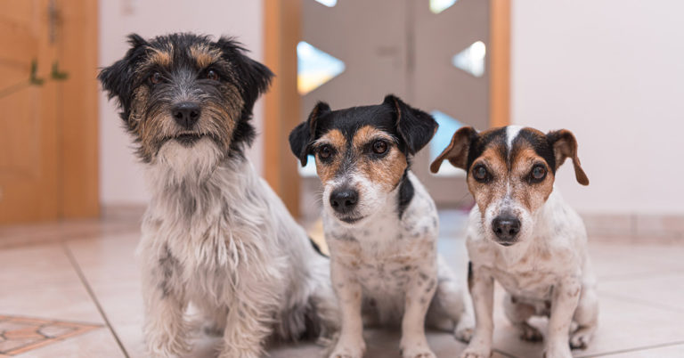 Gang of Dogs Turn Up at Hospital to Wait for Homeless Owner Who’s Being Treated Inside - Featured image