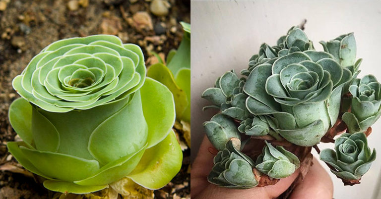 Rose Succulents: The Rare Plants That Could Have Come Straight Out Of a Fairytale - Featured image