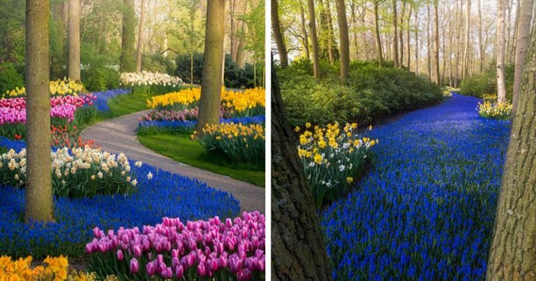In 2020, The Most Beautiful Flower Garden In The World Has No Visitors. The Photos Are Incredibly Stunning - Featured image