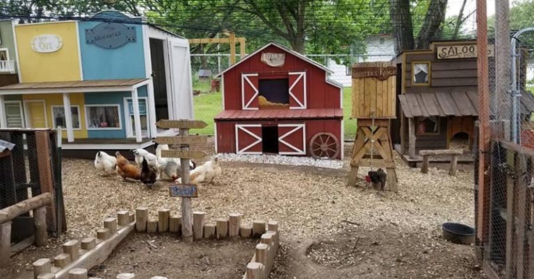Man Builds Wife’s Chickens a Mini “Coop Town” And it’s The Cutest Thing Ever - Featured image