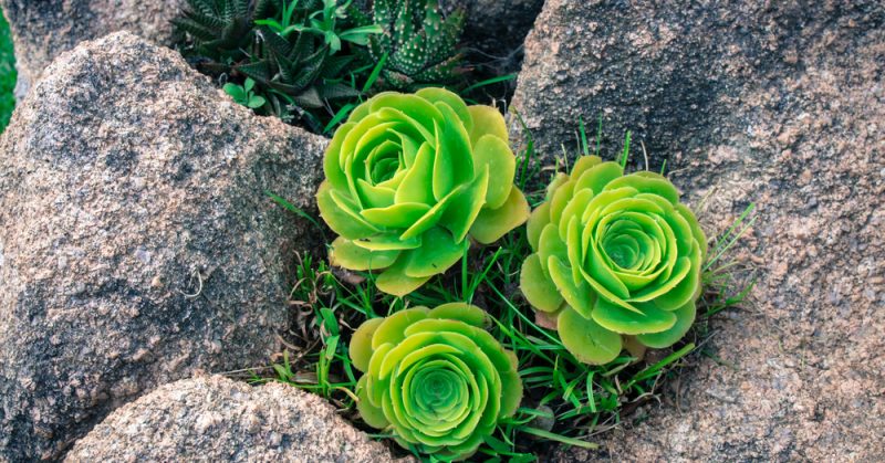 rose succulents