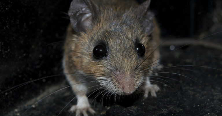 How to Keep Mice and Other Rodents Out of Your Home, Garage, and Camper - Featured image