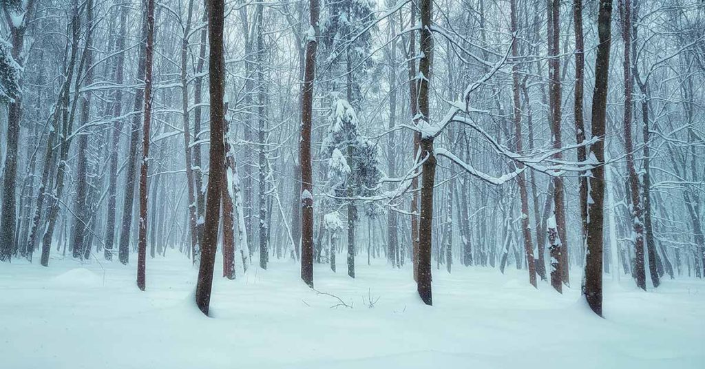 The tiny invisible home that disappears into its environment - Featured image