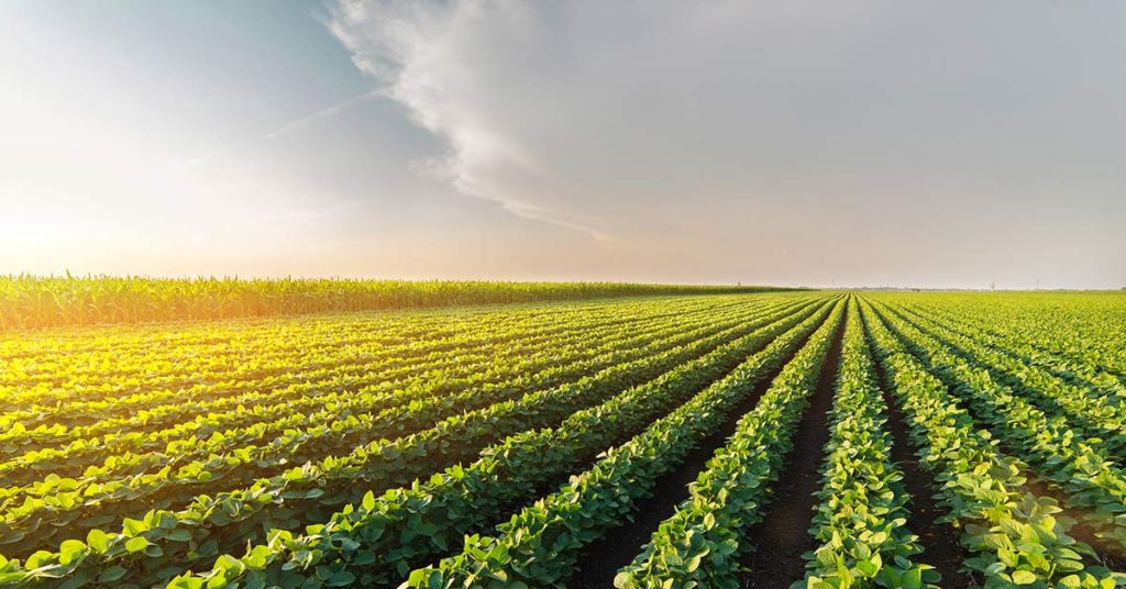 field of greens