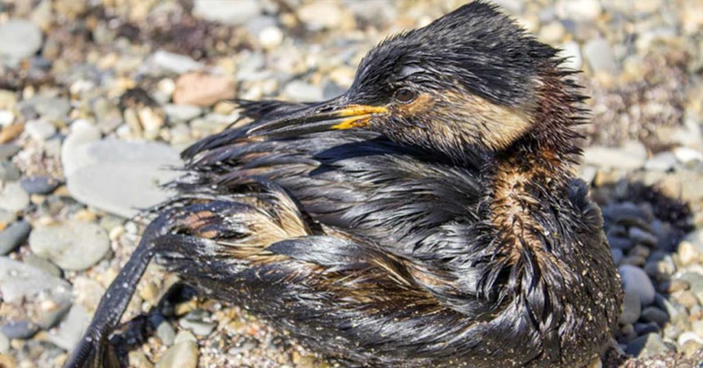 How an Ordinary Hero Rescued a Grateful Bird from a Deadly Oil Spill - Featured image