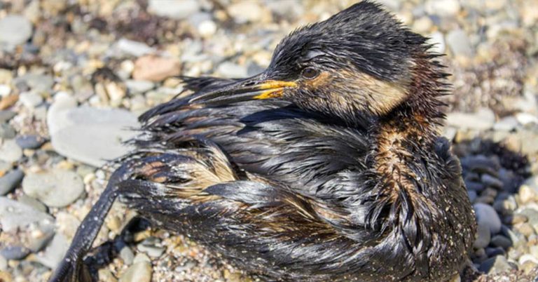 How an Ordinary Hero Rescued a Grateful Bird from a Deadly Oil Spill - Featured image