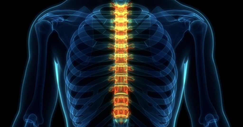 illustration of human skeleton within a body. The spine is highlighted in yellow/orange