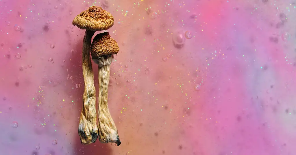 magic mushrooms 