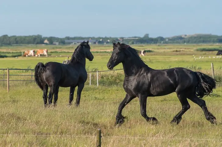 two black horses can you spot the mistake