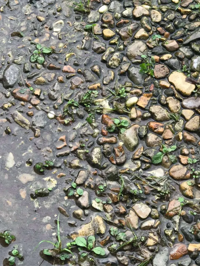 Frog hidden amongst wet rocks