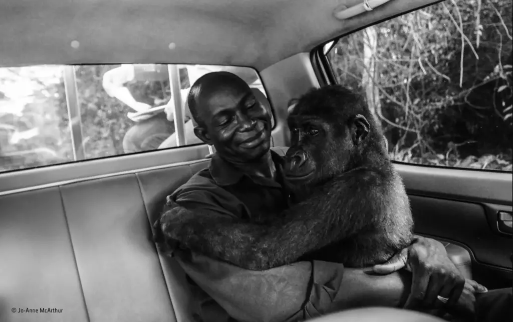 Gorilla embraces man who saved her