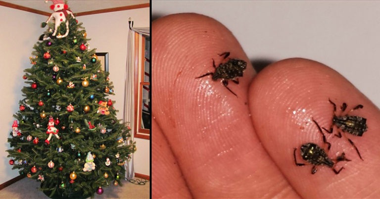 Your Living Christmas Tree Could be Crawling With These Bugs - Featured image