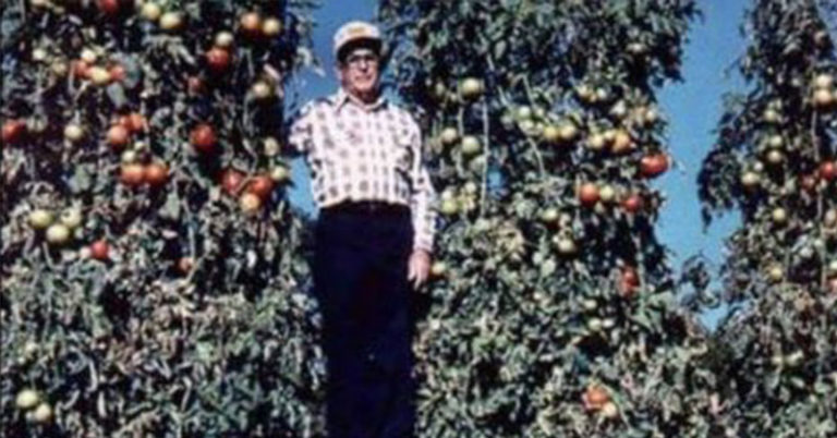 This Man Once Set a World Record with a 3-Story Tomato Plant Yielding 400 Pounds of Tomatoes. Here are his tips - Featured image