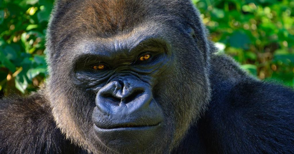 Gorilla Lovingly Embraces Man Who Rescued Her From Hunters - Featured image