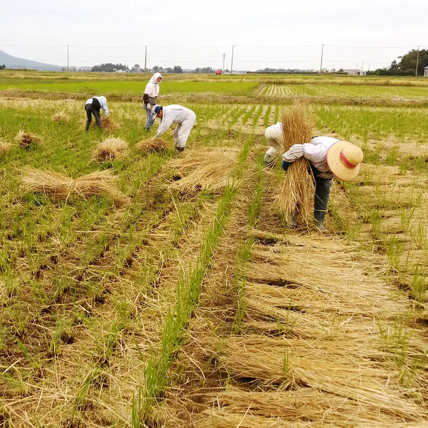 people of Niigata working in a rice field