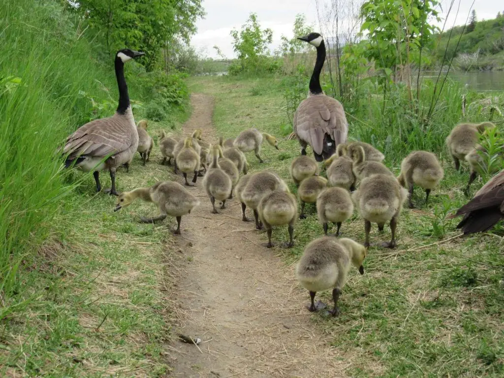 mother goose and her goslings