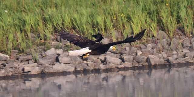 a red-wingled black bird on bald eagles back