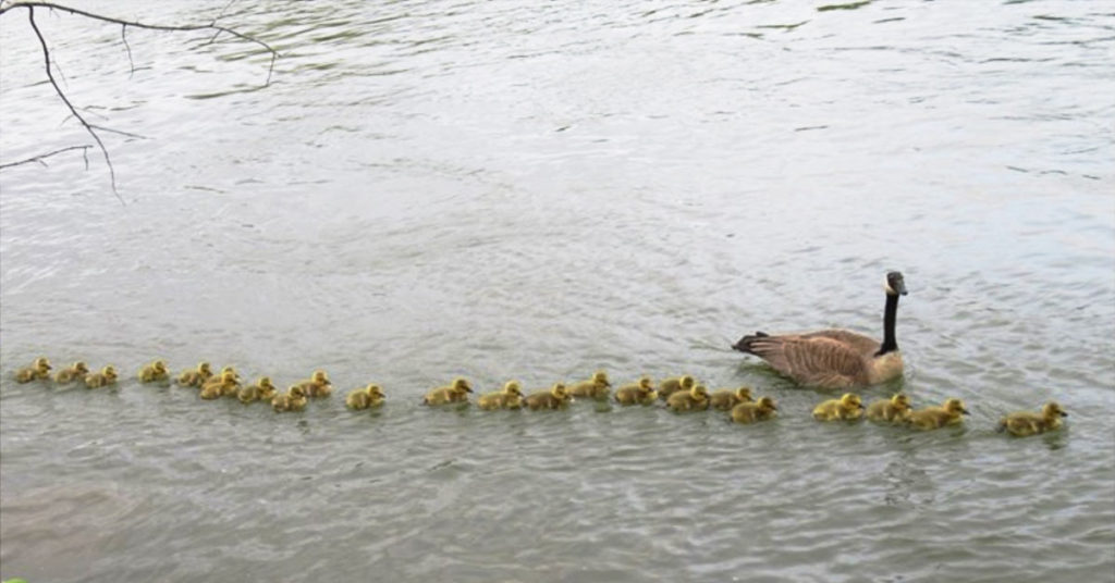 Mother Goose Takes Care Of 47 Goslings And Keep Them All Safe - Featured image
