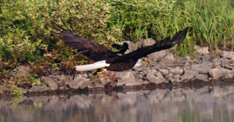 Amazing Photos Of A Red-winged Blackbird Photographed Hitching a Ride on a Bald Eagle’s Back - Featured image