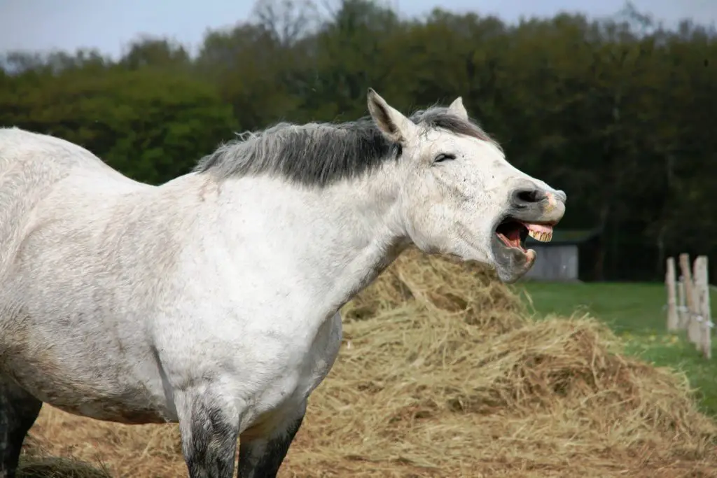 white horse opening mouth showing teeth
