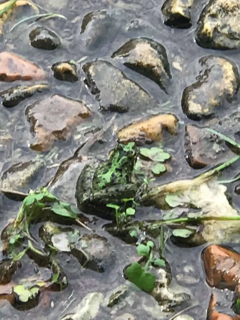 close up. Frog hidden amongst wet rocks