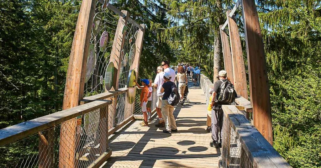 This treetop walkway is world’s longest and a must-see attraction - Featured image