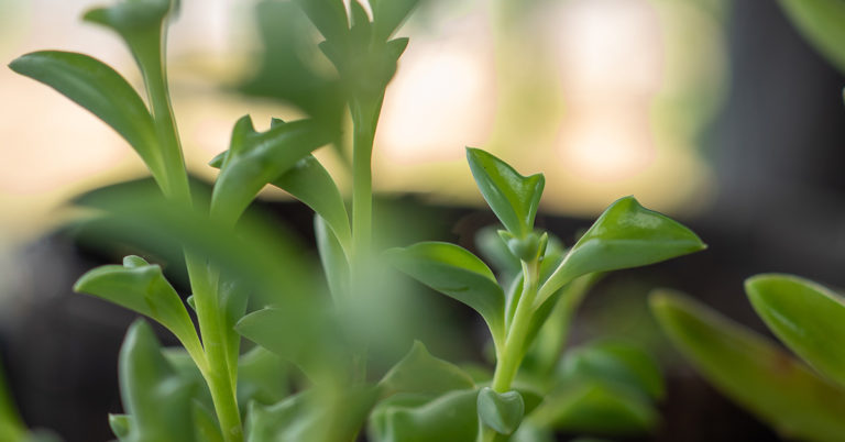 There’s A Succulent Plant That Looks Like It Has Tiny Dolphins On It - Featured image