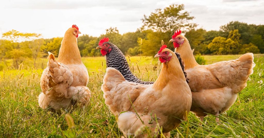 9 Most Productive Egg Laying Chickens – 300+ Eggs Per Year - Featured image