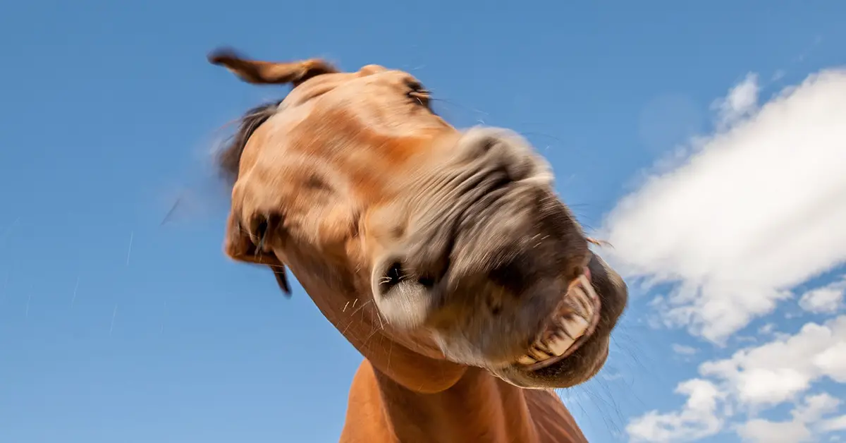 horse looking down showing its teeth