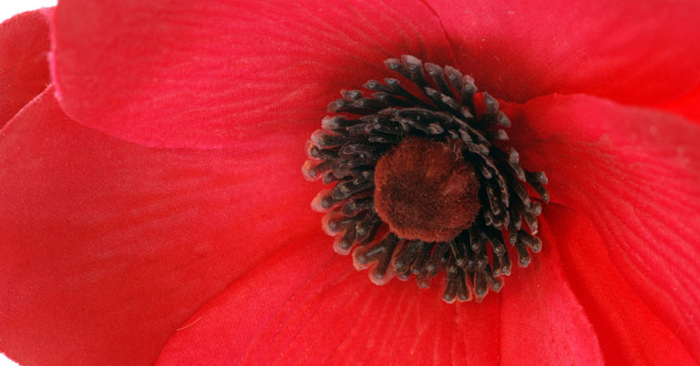 Giant Urban Flowers Bloom When Pedestrians Pass By Under Them - Featured image