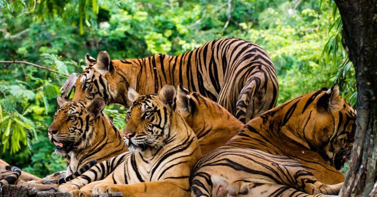 How Many Tigers Can You Find In This Picture? Hint: There Are More Than Four! - Featured image