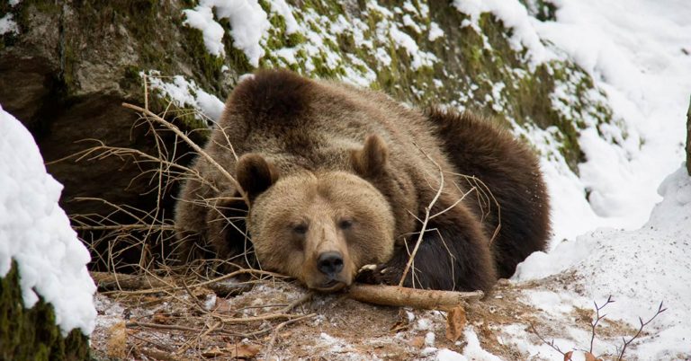 The 3-Year-Old Boy Who Survived 2 Freezing Nights Says That A Bear Helped Keep Him Warm - Featured image