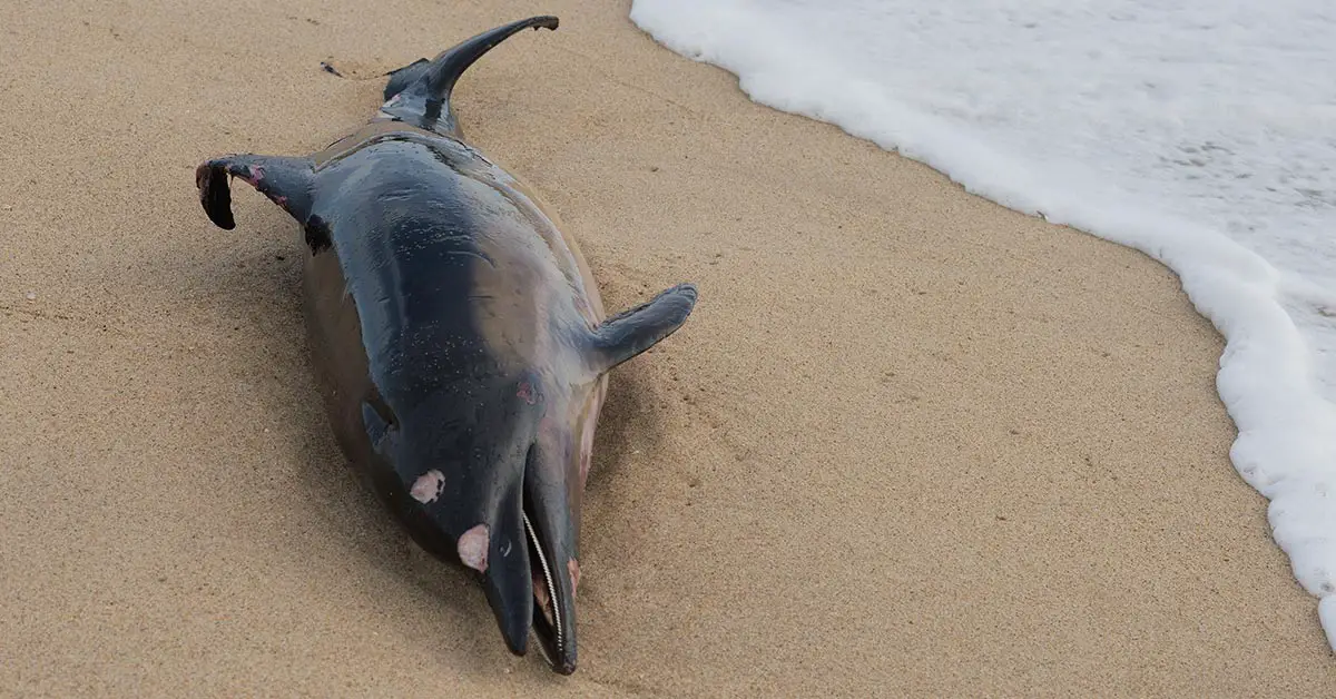 beached dolphin