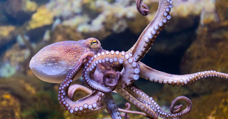 Female Octopuses Are My Heroes: They Throw Objects At Males Who Harass Them - Featured image