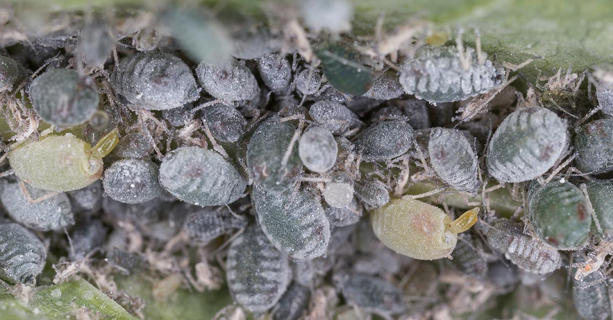 Your Living Christmas Tree Could be Crawling With These Bugs Tiffy Taffy