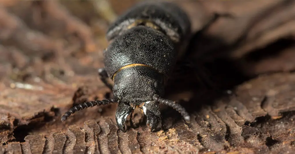 Christmas tree bugs - bark beetle