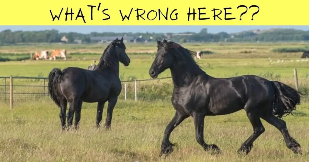 two black horses